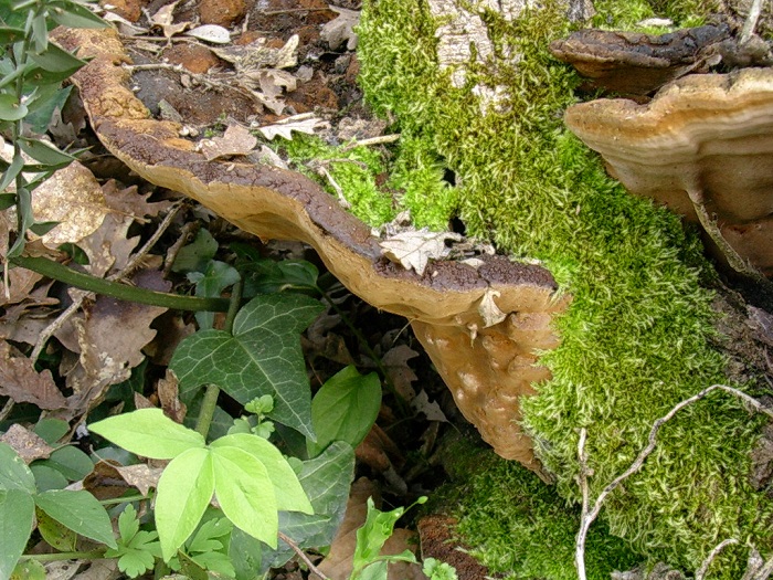 632 Aprile vecchio ritrovamento